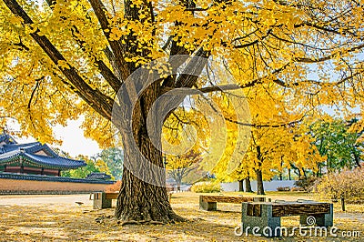 Autumn in Gyeongbukgung Palace,Korea. Stock Photo