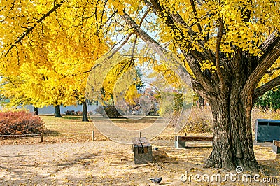 Autumn in Gyeongbukgung Palace,Korea. Stock Photo