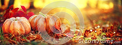 Autumn Halloween pumpkins. Orange pumpkins over nature background Stock Photo