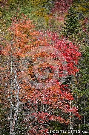 Autumn hardwoods in full color in Adirondack Mountains Stock Photo