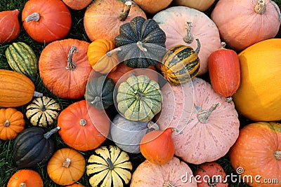 Squash and pumpkins. Stock Photo