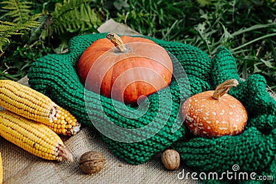 Autumn harvest, corn, large orange pumpkin, nuts on a green knitted scarf Stock Photo