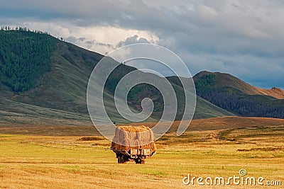 Autumn harvest from fields in Tuva Haystacks in a trailer for transportation Stock Photo