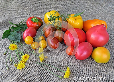 Autumn harvest of multicolored tomatoes and peppers Stock Photo