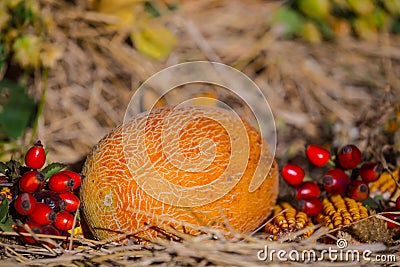 Autumn harvest, still life with ripen pumpkin, apple, corn Stock Photo