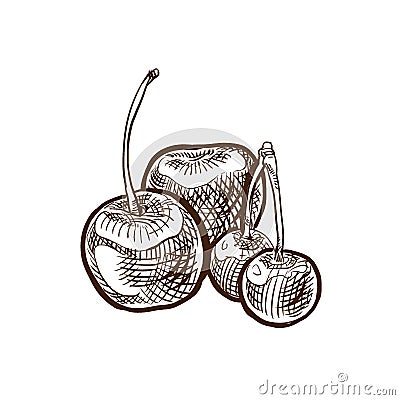 Autumn harvest. Vegetables and fruits. Sweet, ripe cherry on branch. Vector Illustration
