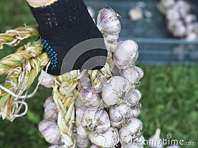 Autumn harvesting season. Hands hold braids of ripe garlic bulbs. Autumn agricultural work Stock Photo