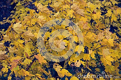 Autumn has come, autumn is here. Stock Photo