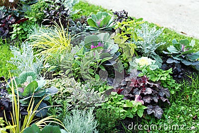 Plantation of autumn perennials and annuals on an ornamental flower bed Stock Photo