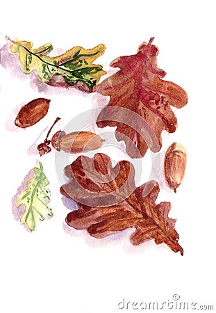 Autumn herbarium, yellow green brown autumn oak leaves and acorns on a white background, watercolor pattern Cartoon Illustration