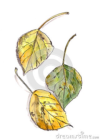 Autumn herbarium, yellow green brown autumn poplar leaves on a white background, watercolor drawing Cartoon Illustration