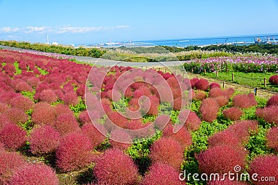 Autumn in Hitachi Seaside Park Stock Photo