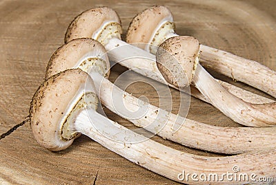 Autumn honey agaric mushrooms on the wooden kitchen desk Stock Photo