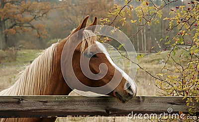 Autumn Horse Stock Photo