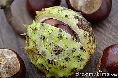 Autumn Horse Chestnut Seed Conkers Stock Photo