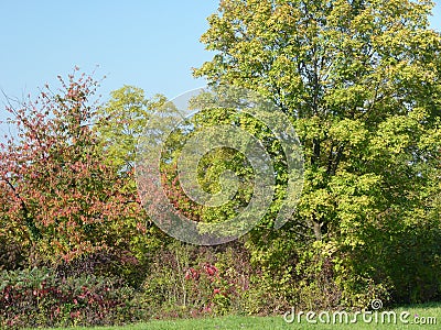 Meadow edge with tree and autumnal bushes Stock Photo