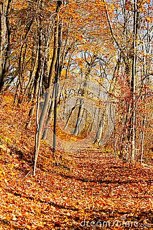 Autumn in an Indiana forest with shadows and fallen leaves across a path Stock Photo