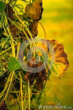 The Colors of Autumn are So Inspiring Stock Photo