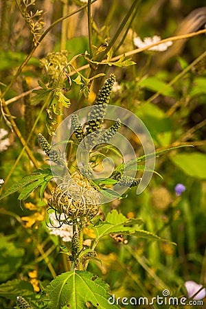 Autumn in Iowa Ditches Stock Photo