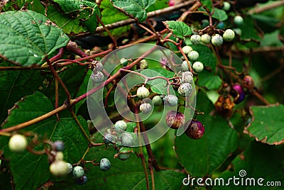 Autumn Japan Porcelain Berry Ampelopsis Brevipedunculata Stock Photo