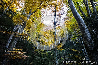 Autumn la Grevolosa forest, Osona, Barcelona, Spain Stock Photo