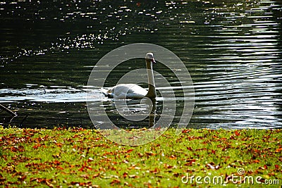 autumn lake swan nature reflection Stock Photo