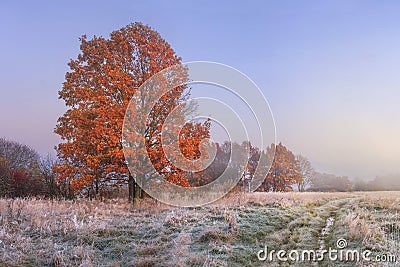 Autumn landscape. Amazing fall in november. Morning autumnal nature. Cold meadow with hoarfrost on grass and red foliage on trees Stock Photo