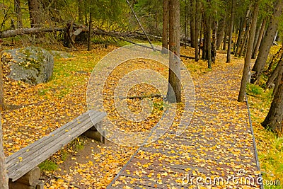 Autumn landscape. A bench under yellow leaves tree and wooden waking path. Colorful fall natural background Stock Photo
