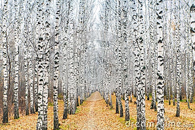 Autumn landscape of birch. Trunks of trees without leaves Stock Photo