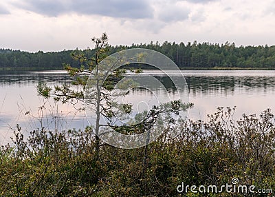 Autumn landscape with a bog lake, tree reflections in the lake water, autumn time Stock Photo