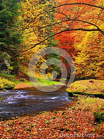 Autumn landscape, colorful leaves on trees, morning at river after rainy night. Stock Photo
