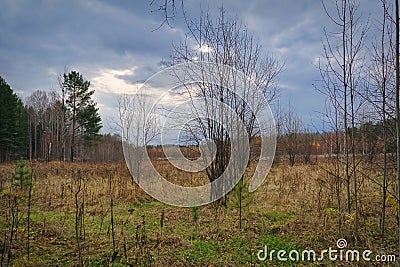 Autumn landscape dirt road in the middle of a meadow with wilted grasses against the backdrop of a forest and a dramatic cloudy Stock Photo