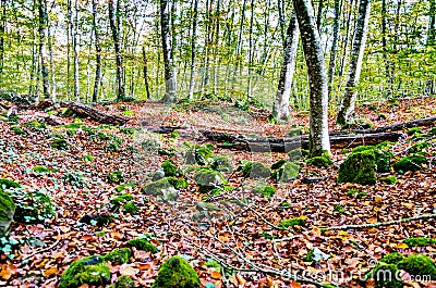 Autumn landscape of the Fageda d'en Jorda Natural Reserve, La Garrotxa, Girona Stock Photo