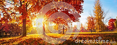 Autumn Landscape. Fall Scene.Trees and Leaves in Sunlight Rays Stock Photo