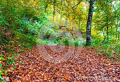 Autumn landscape in the forest of La Fageda de Grevolosa, La Garrotxa Stock Photo