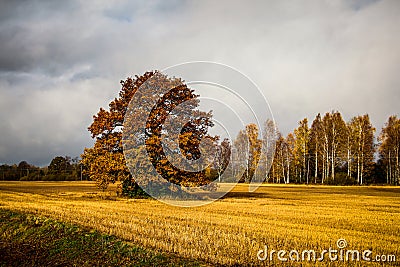 Vivid autumn landscape with golden field Stock Photo