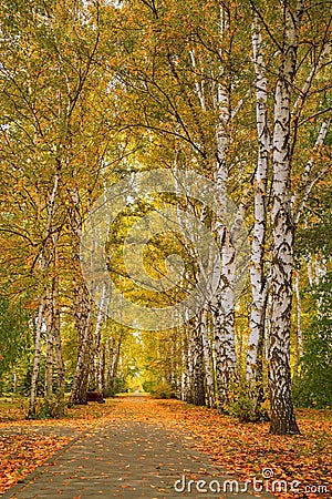 Autumn landscape. Golden autumn in Siberia. Wonderful birches trees cover autumn yellow leaves Stock Photo
