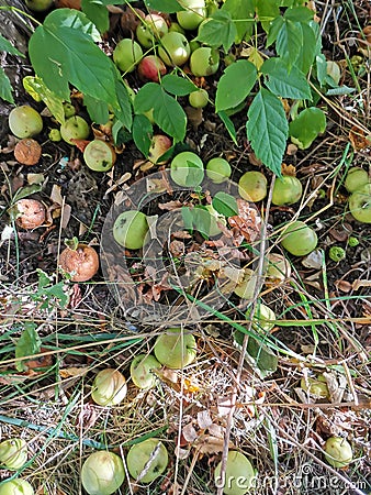 Ripe apples, grass in sunny september Stock Photo
