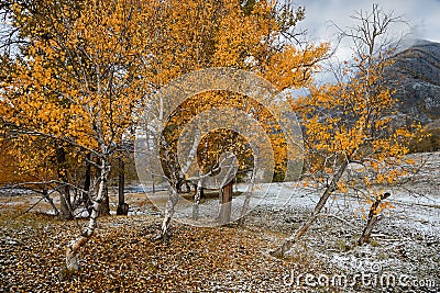 Autumn Landscape With A Group Of Birches With Bright Yellow Foliage And Freshly Fallen Snow.Mountain Autumn Landscape With First S Stock Photo