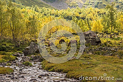 Autumn landscape, horses graze, mountain landscape Stock Photo