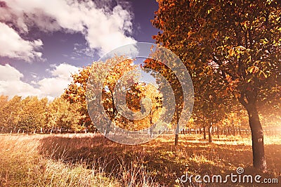 Autumn landscape Stock Photo