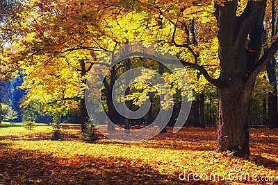 Autumn landscape. Autumn nature. Fall scene. Park covered by yellow foliage. Tranquil background. Colorful forest in sunlight Stock Photo