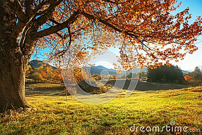 Autumn landscape Stock Photo