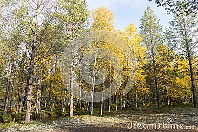 Autumn landscape Russian forest tundra Stock Photo