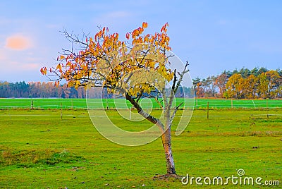 Autumn landscape with a solitair sakura on horse farm Stock Photo