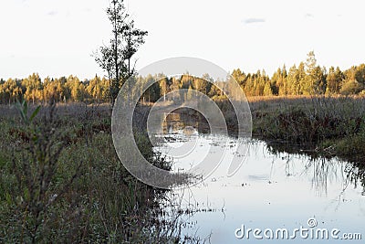 Forest river at sunset the grass in the marshes is overgrown Stock Photo