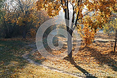Autumn landscape. Trees, grass, trail, fog, hoarfrost, leaves, water, sunlight, sky Stock Photo