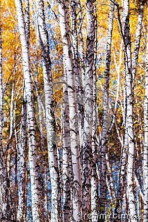 Autumn landscape. Trunks of young birches Stock Photo