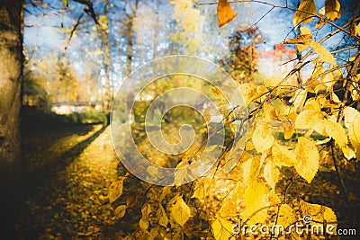 Autumn landscape, yellow leaves and autumn park sun-drenched, blue sky, background web site Stock Photo