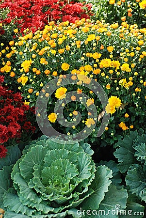 An autumn landscaping of Mums and cabbages Stock Photo